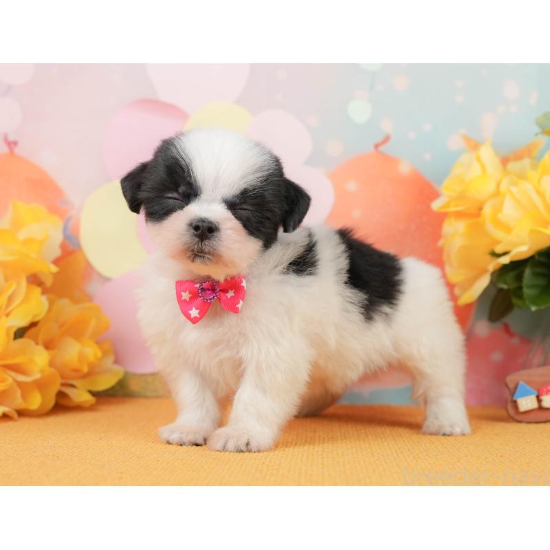 販売中の静岡県のマルシーズー:マルチーズ×シーズー-446906の6枚目