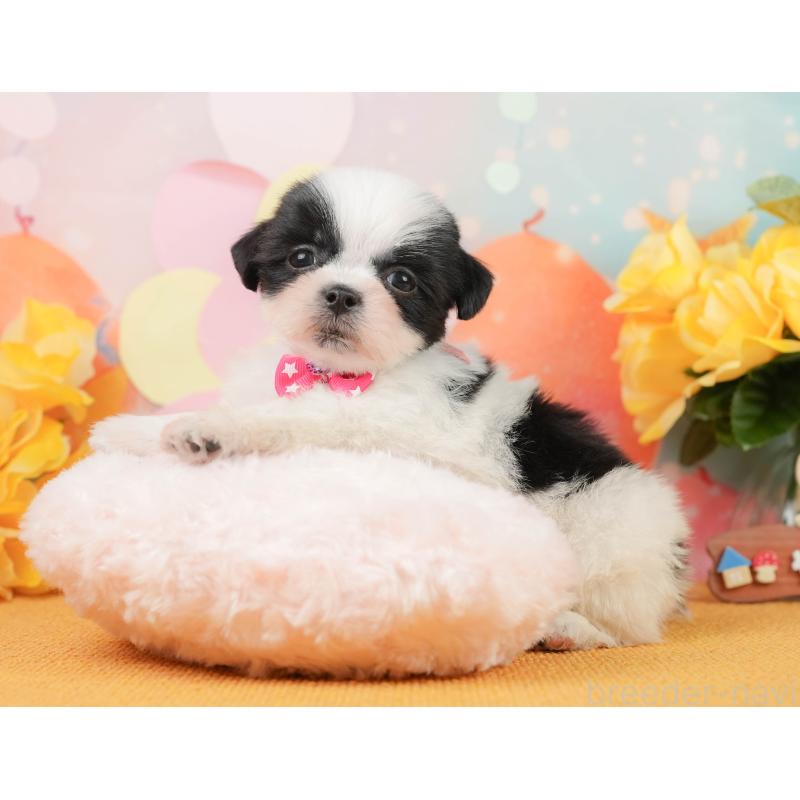 販売中の静岡県のマルシーズー:マルチーズ×シーズー-446906の5枚目