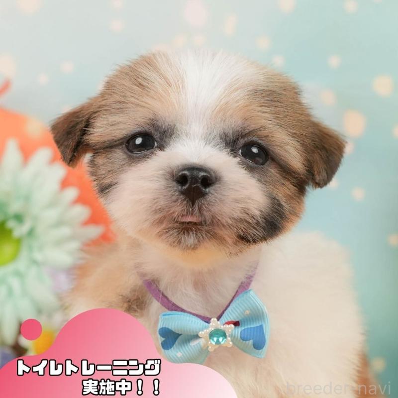 販売中の静岡県のマルシーズー:マルチーズ×シーズー-446903