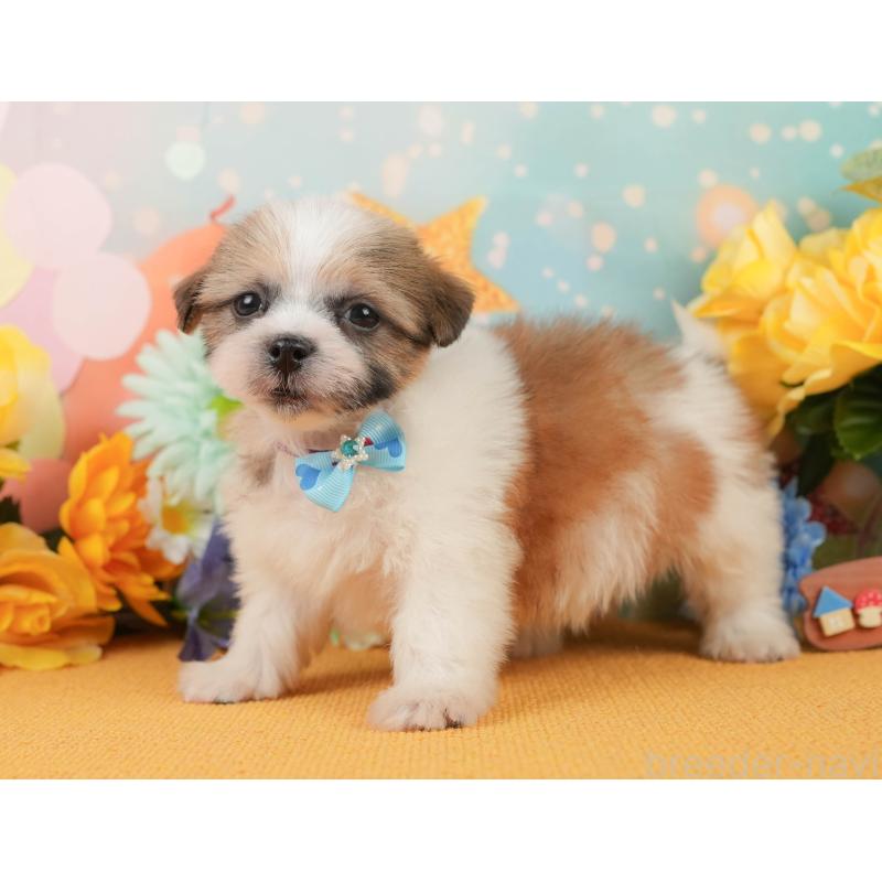 販売中の静岡県のマルシーズー:マルチーズ×シーズー-446903の11枚目