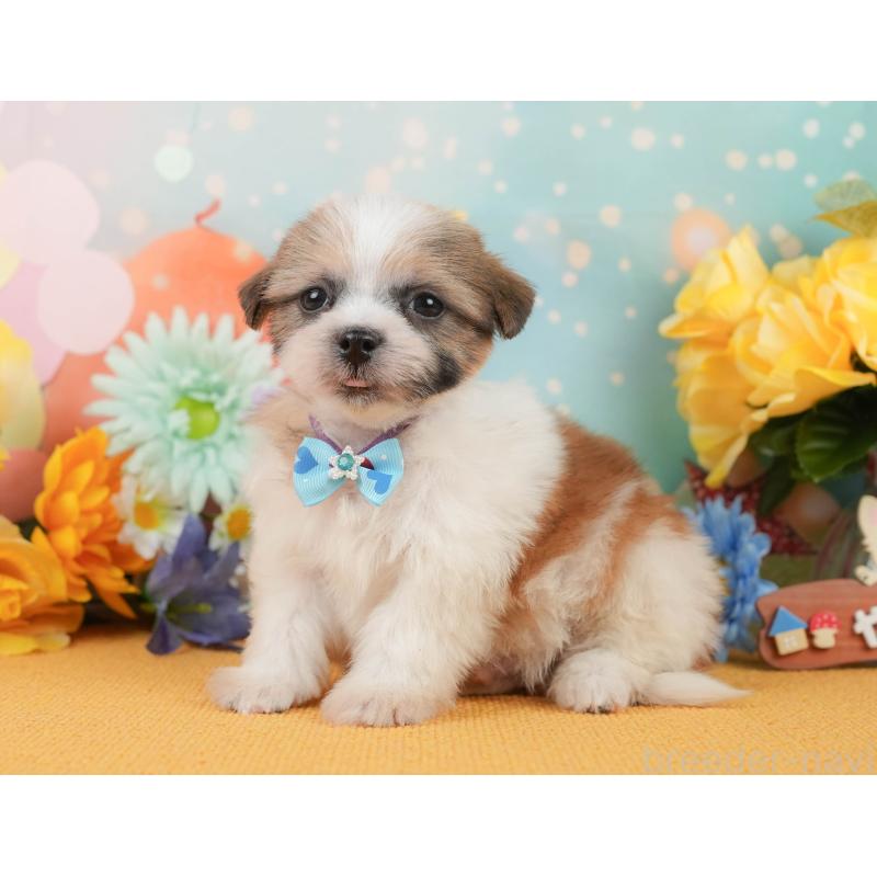 販売中の静岡県のマルシーズー:マルチーズ×シーズー-446903の10枚目