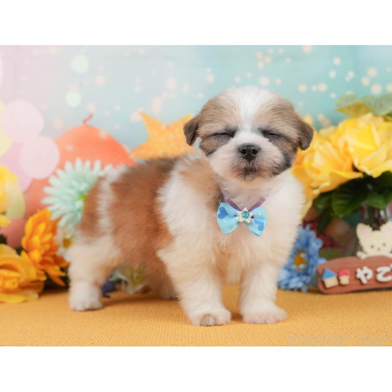 販売中の静岡県のマルシーズー:マルチーズ×シーズー-446903の8枚目