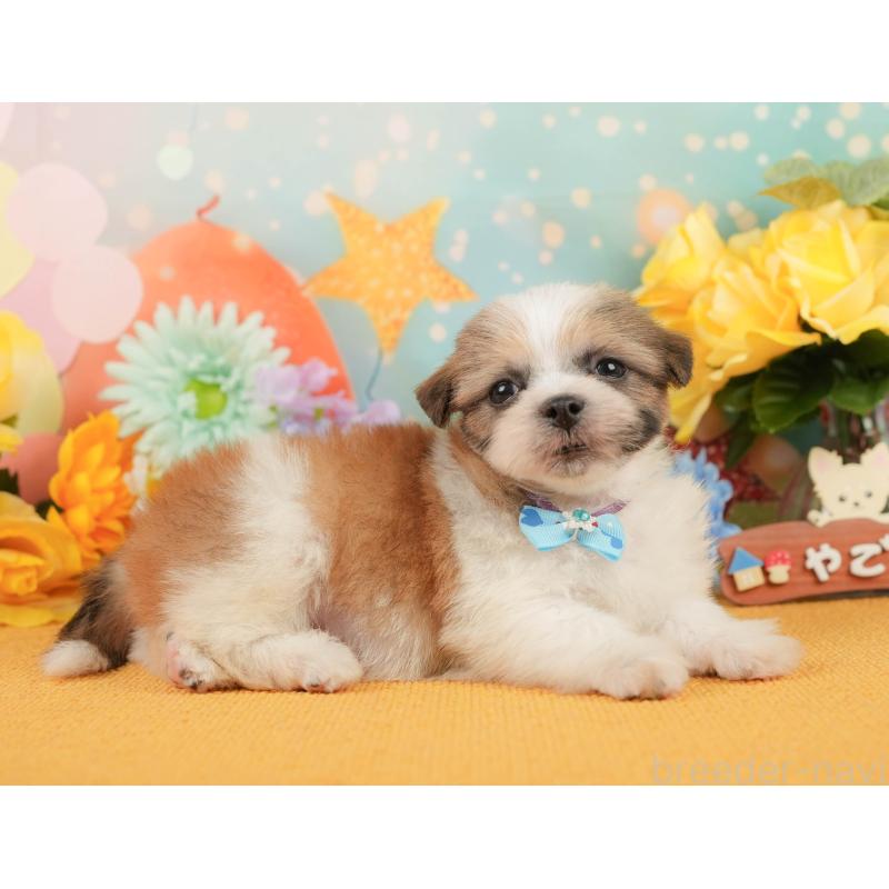 販売中の静岡県のマルシーズー:マルチーズ×シーズー-446903の7枚目