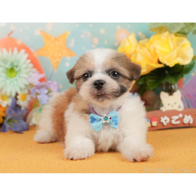 販売中の静岡県のマルシーズー:マルチーズ×シーズー-446903の6枚目