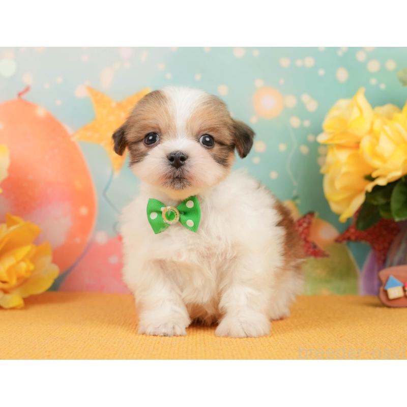 販売中の静岡県のマルシーズー:マルチーズ×シーズー-446902の11枚目