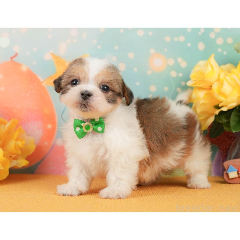 販売中の静岡県のマルシーズー:マルチーズ×シーズー-446902の10枚目