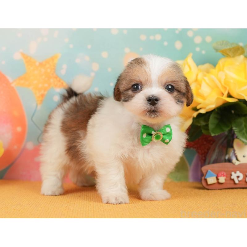 販売中の静岡県のマルシーズー:マルチーズ×シーズー-446902の9枚目