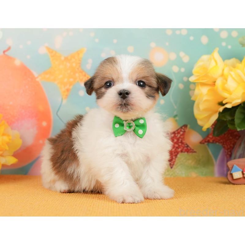 販売中の静岡県のマルシーズー:マルチーズ×シーズー-446902の8枚目