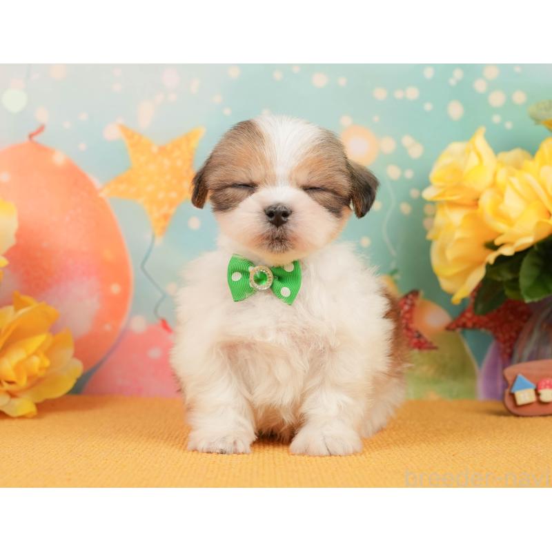 販売中の静岡県のマルシーズー:マルチーズ×シーズー-446902の7枚目