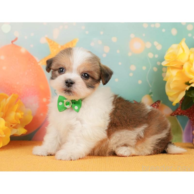 販売中の静岡県のマルシーズー:マルチーズ×シーズー-446902の6枚目