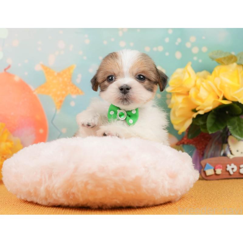 販売中の静岡県のマルシーズー:マルチーズ×シーズー-446902の5枚目