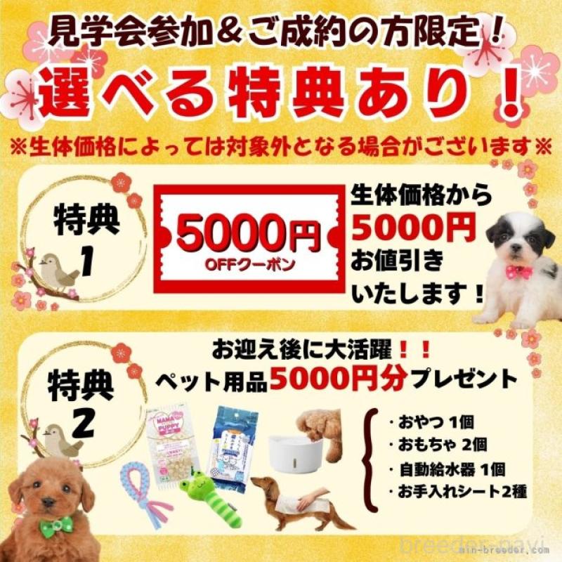 販売中の静岡県のトイプードル-446899の16枚目