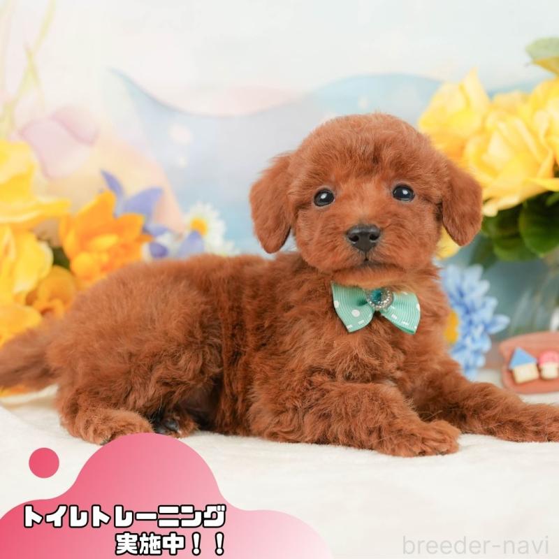 販売中の静岡県のトイプードル-446899の1枚目