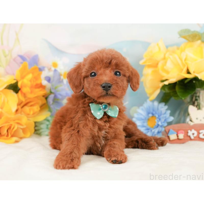 販売中の静岡県のトイプードル-446899の10枚目