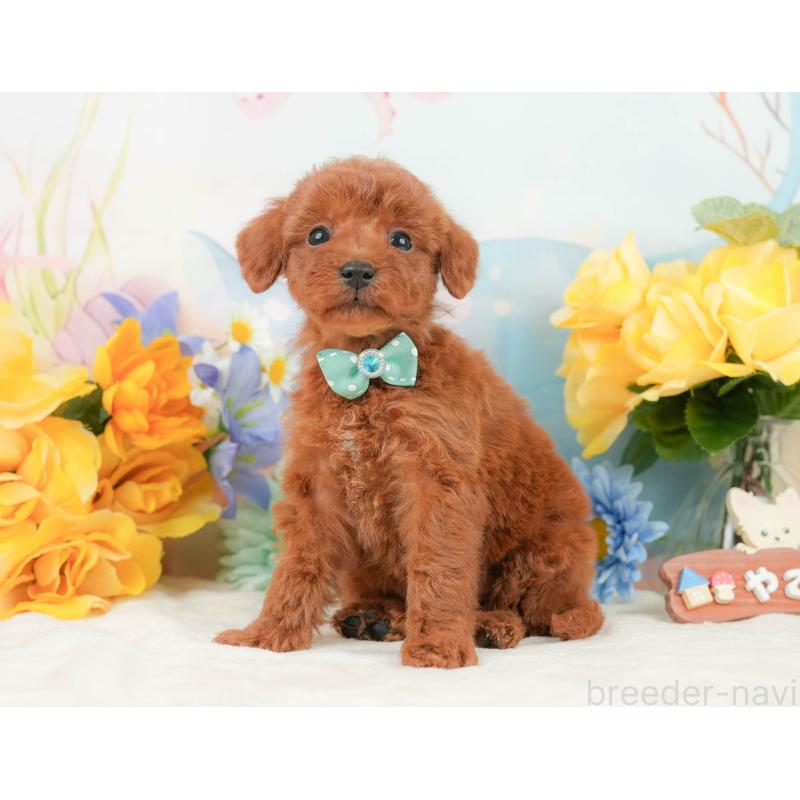 販売中の静岡県のトイプードル-446899の9枚目