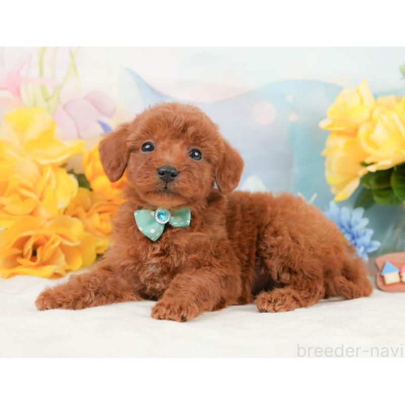 販売中の静岡県のトイプードル-446899の8枚目