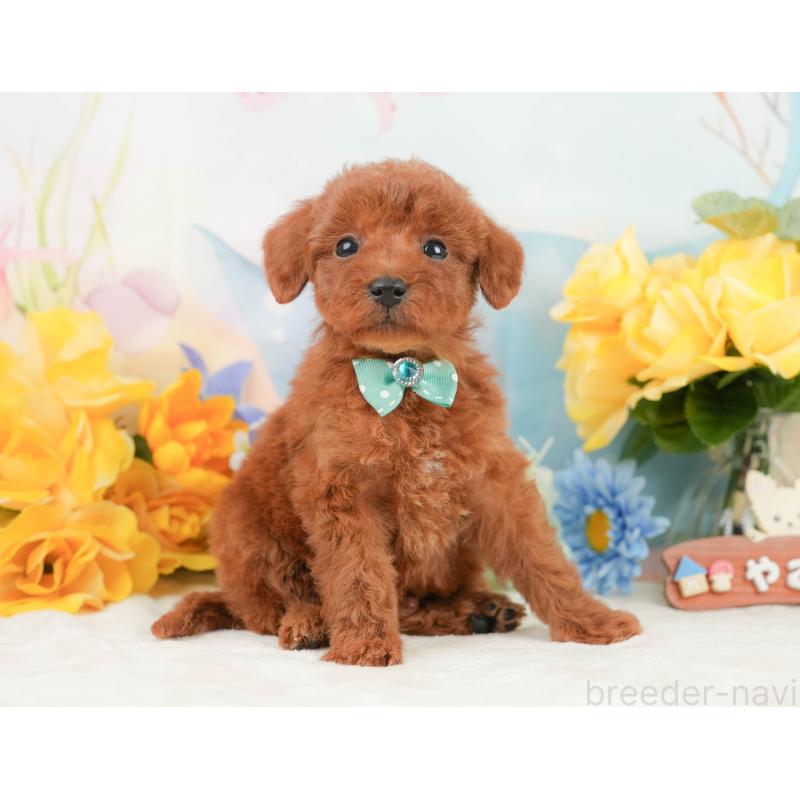 販売中の静岡県のトイプードル-446899の6枚目