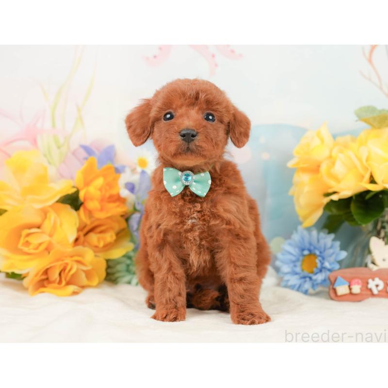 販売中の静岡県のトイプードル-446899の5枚目