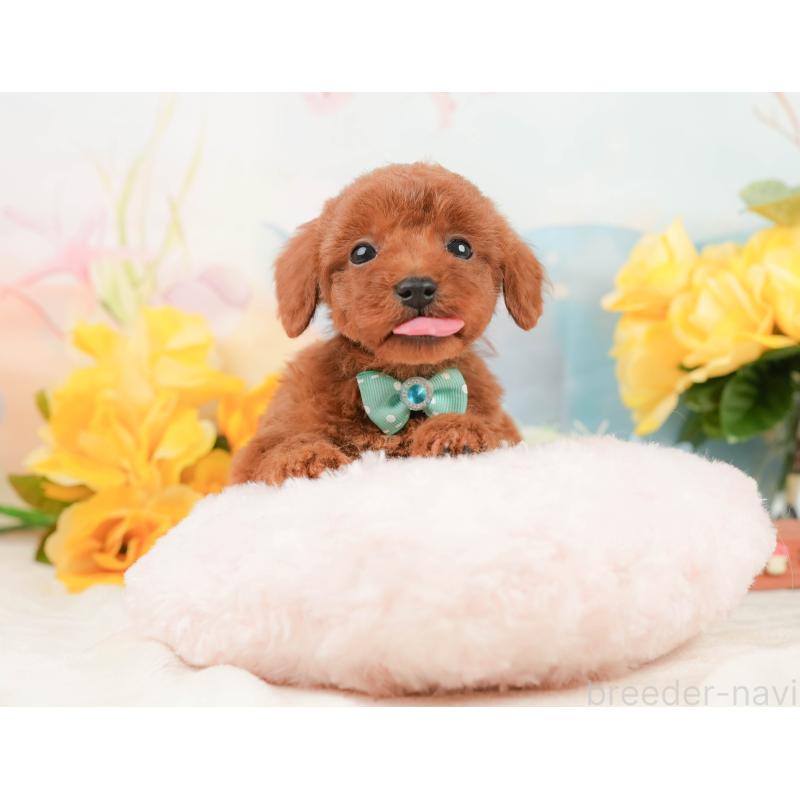 販売中の静岡県のトイプードル-446899の4枚目