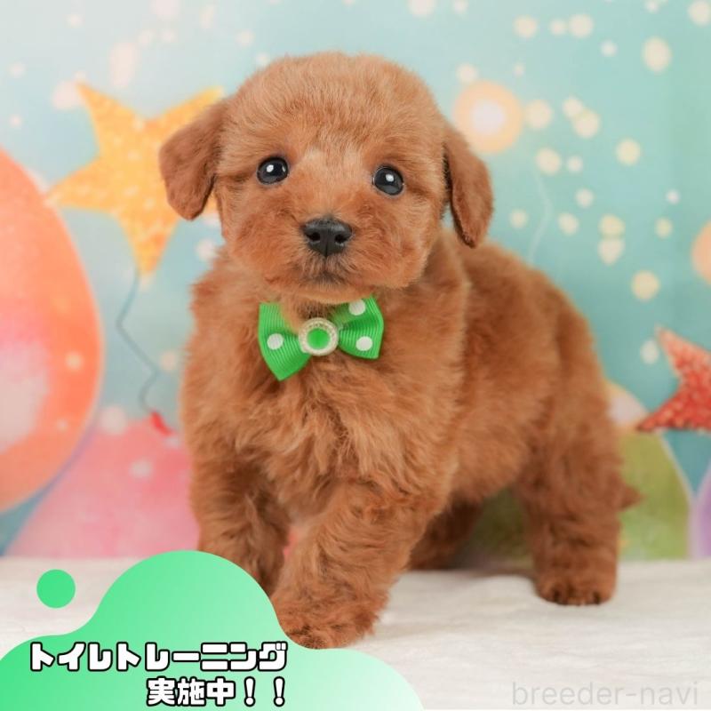 販売中の静岡県のトイプードル-446897