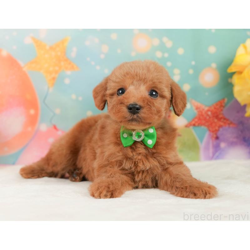 販売中の静岡県のトイプードル-446897の10枚目