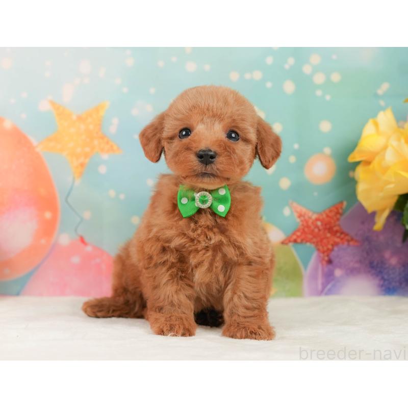 販売中の静岡県のトイプードル-446897の9枚目