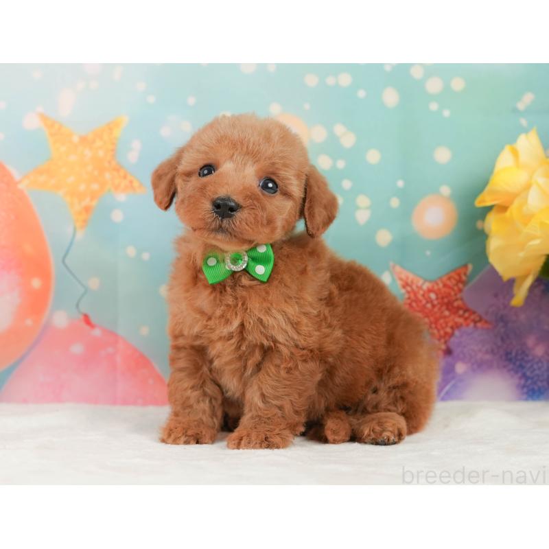 販売中の静岡県のトイプードル-446897の8枚目