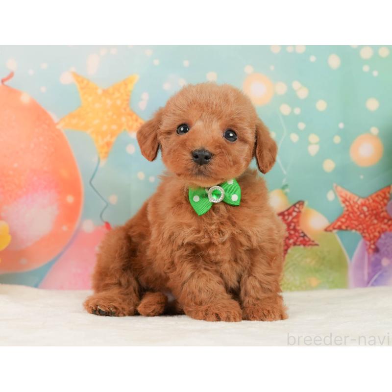 販売中の静岡県のトイプードル-446897の7枚目