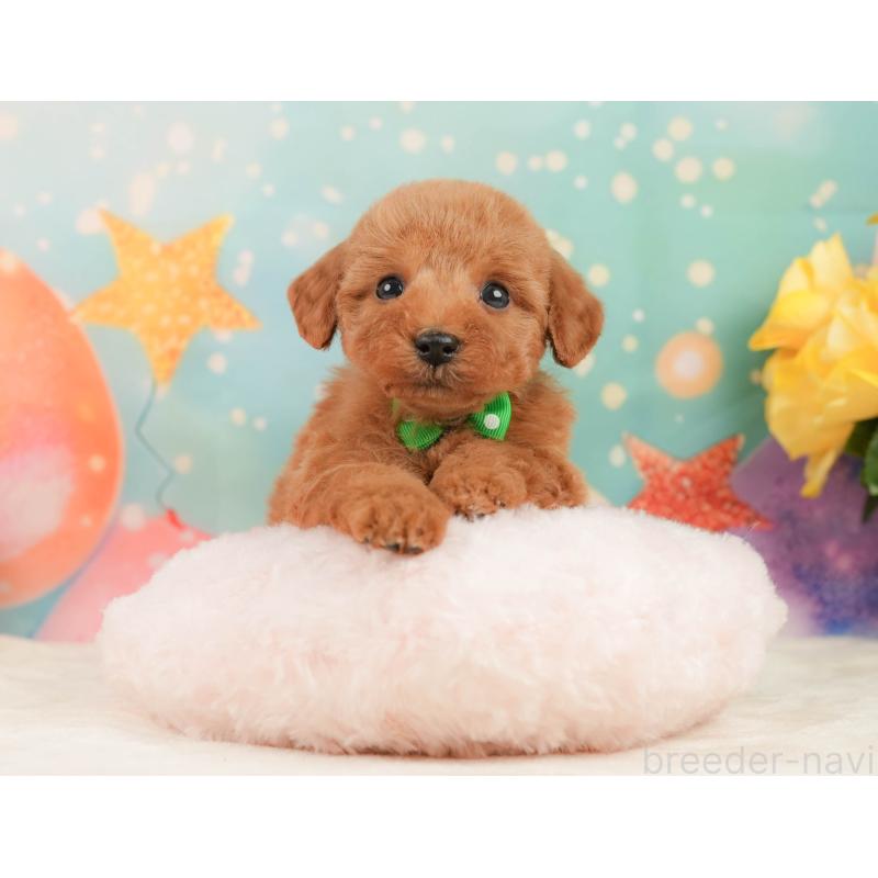 販売中の静岡県のトイプードル-446897の5枚目