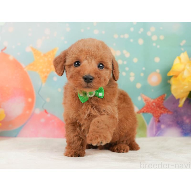 販売中の静岡県のトイプードル-446897の4枚目