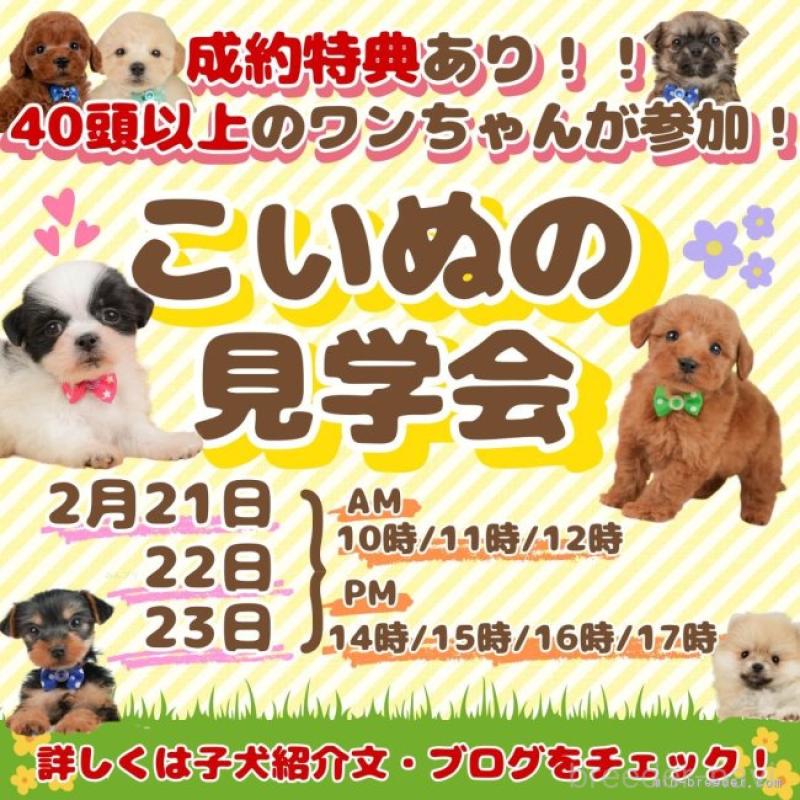 商談中の静岡県のトイプードル-446894の17枚目