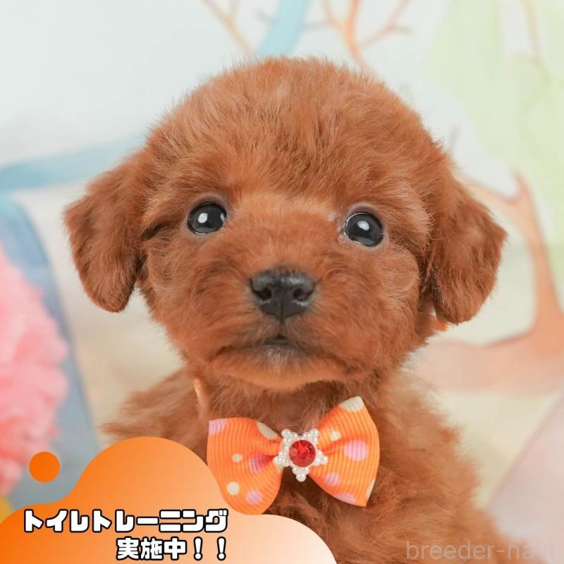 商談中の静岡県のトイプードル-446894の1枚目