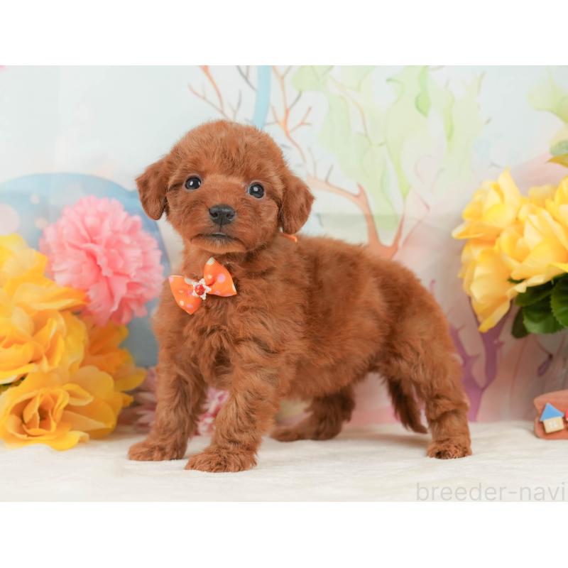 商談中の静岡県のトイプードル-446894の9枚目