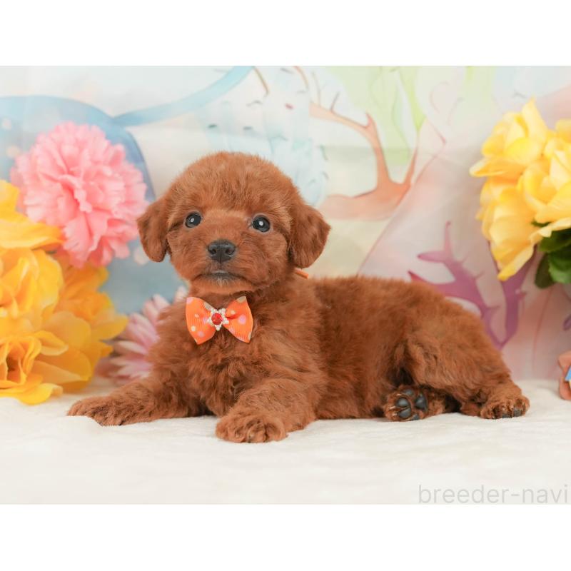 商談中の静岡県のトイプードル-446894の8枚目