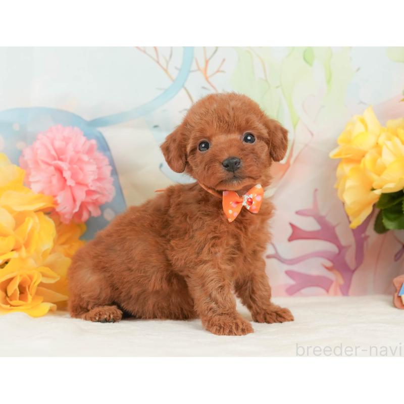 商談中の静岡県のトイプードル-446894の7枚目