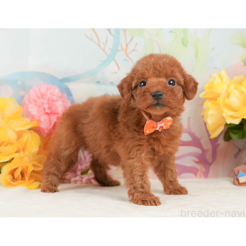 商談中の静岡県のトイプードル-446894の6枚目