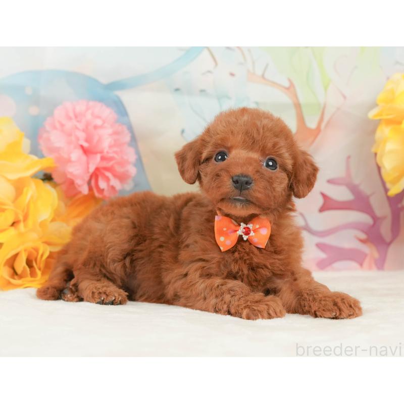 商談中の静岡県のトイプードル-446894の5枚目