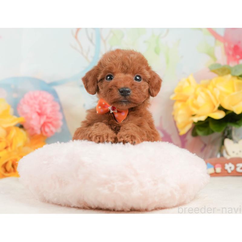 商談中の静岡県のトイプードル-446894の4枚目