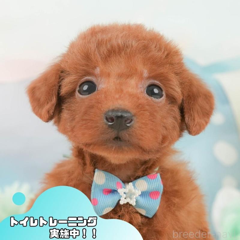 販売中の静岡県のトイプードル-446893