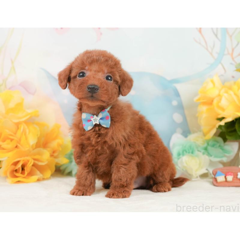 販売中の静岡県のトイプードル-446893の10枚目