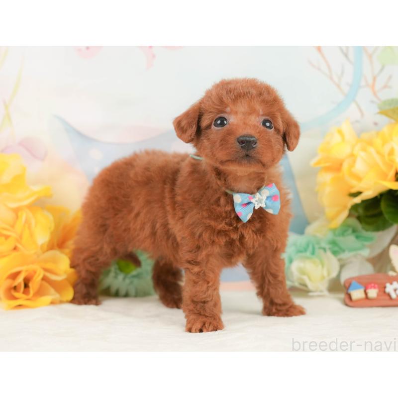 販売中の静岡県のトイプードル-446893の8枚目