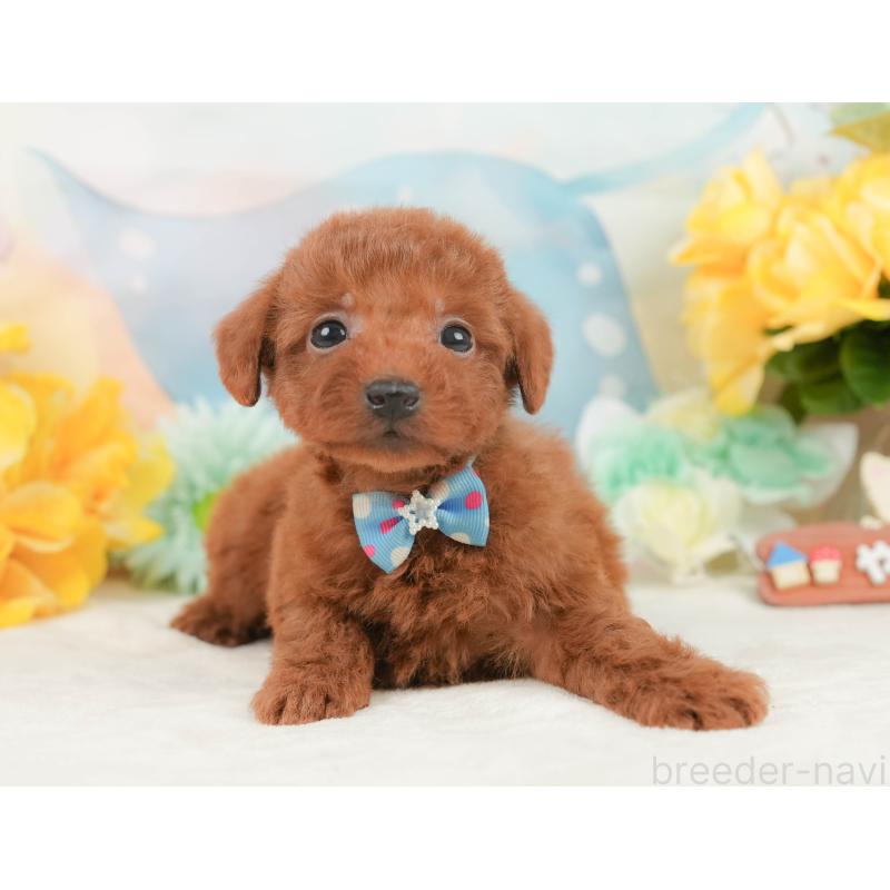 販売中の静岡県のトイプードル-446893の6枚目