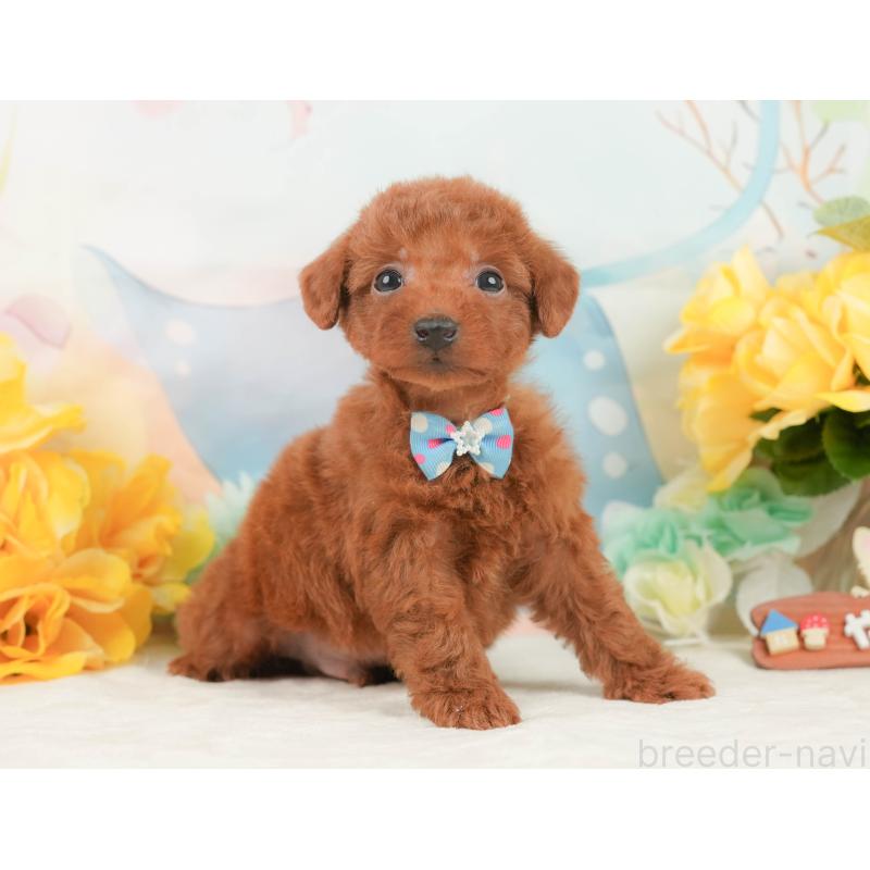 販売中の静岡県のトイプードル-446893の5枚目