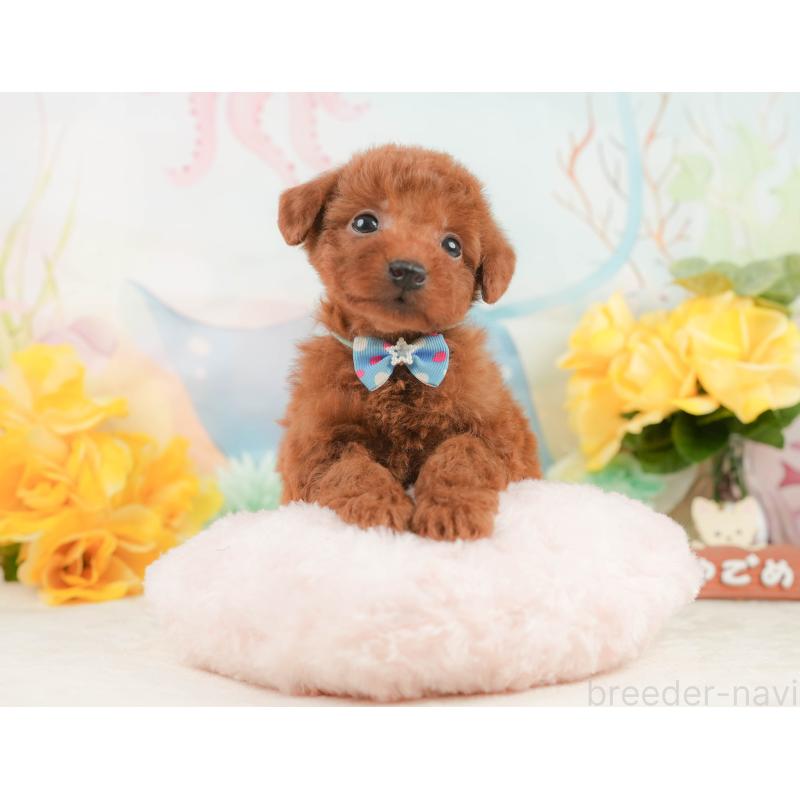 販売中の静岡県のトイプードル-446893の4枚目