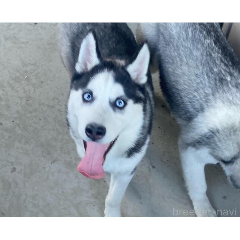 販売中の静岡県のシベリアンハスキー-425190