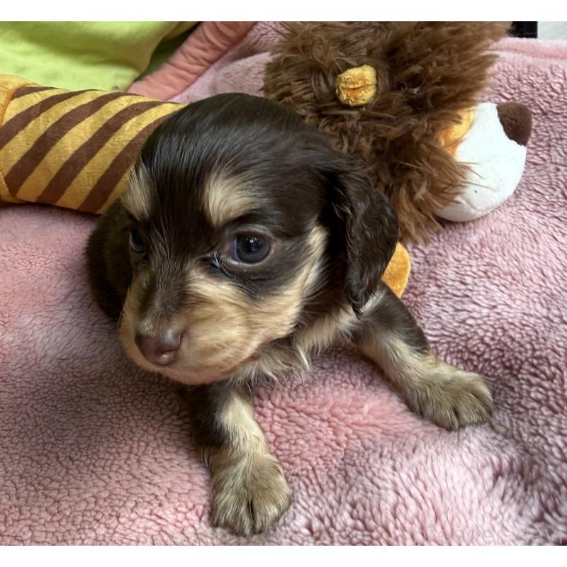 販売中の鹿児島県のカニンヘンダックスフンド(ロングヘアード)-446250の6枚目