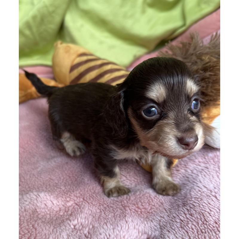 販売中の鹿児島県のカニンヘンダックスフンド(ロングヘアード)-446250の5枚目