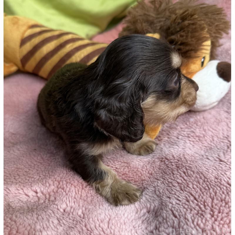 販売中の鹿児島県のカニンヘンダックスフンド(ロングヘアード)-446250の4枚目