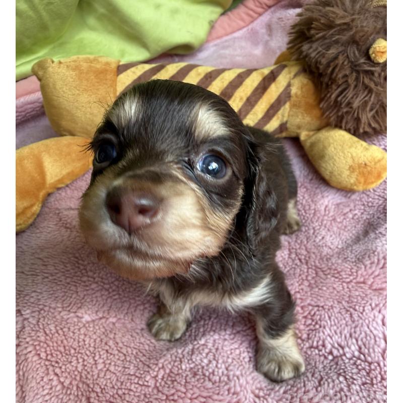 販売中の鹿児島県のカニンヘンダックスフンド(ロングヘアード)-446250の3枚目