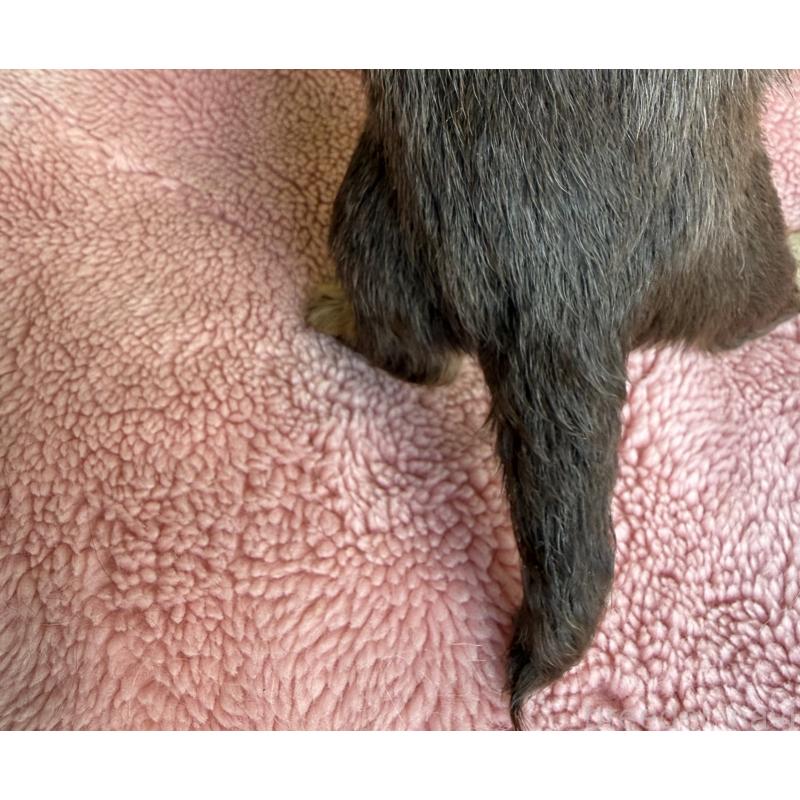 販売中の鹿児島県のカニンヘンダックスフンド(ロングヘアード)-446250の2枚目